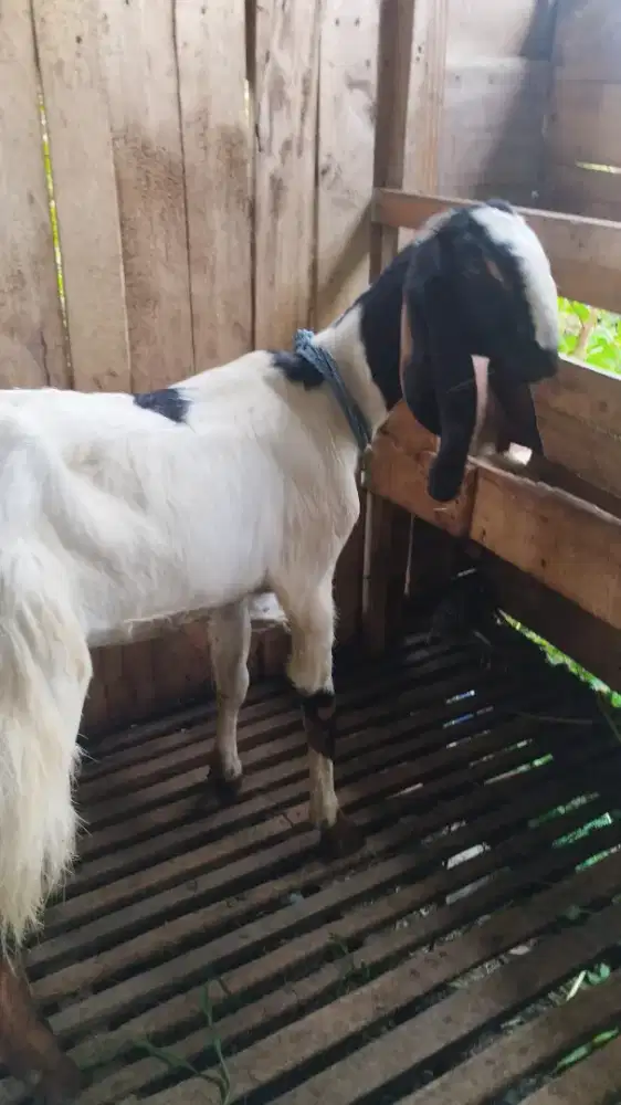 Kambing aqiqah murah praktis