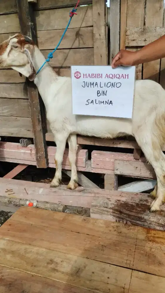 Kambing aqiqah murah praktis
