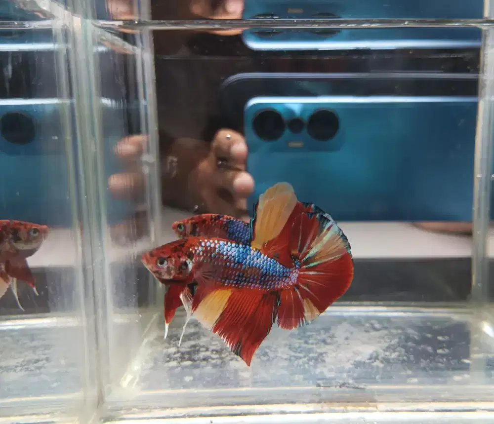 Ikan Cupang Giant Multi Colour BO 4,5 +-