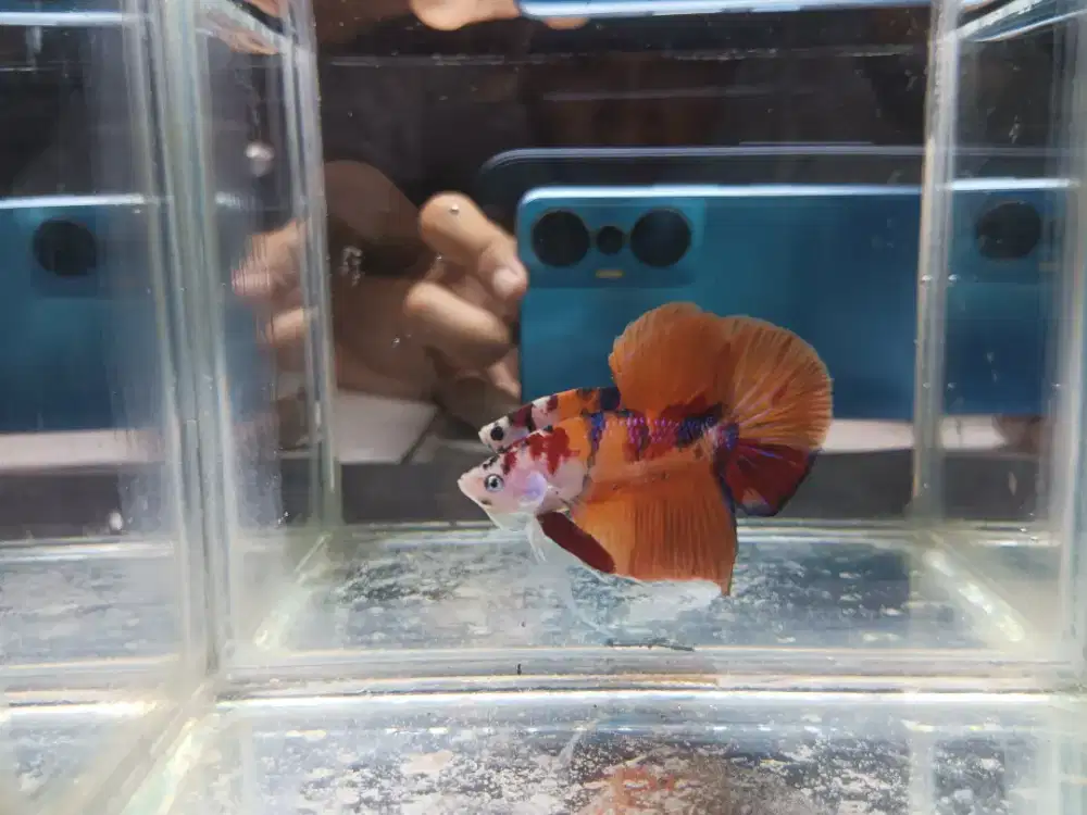 Ikan Cupang Giant Nemo