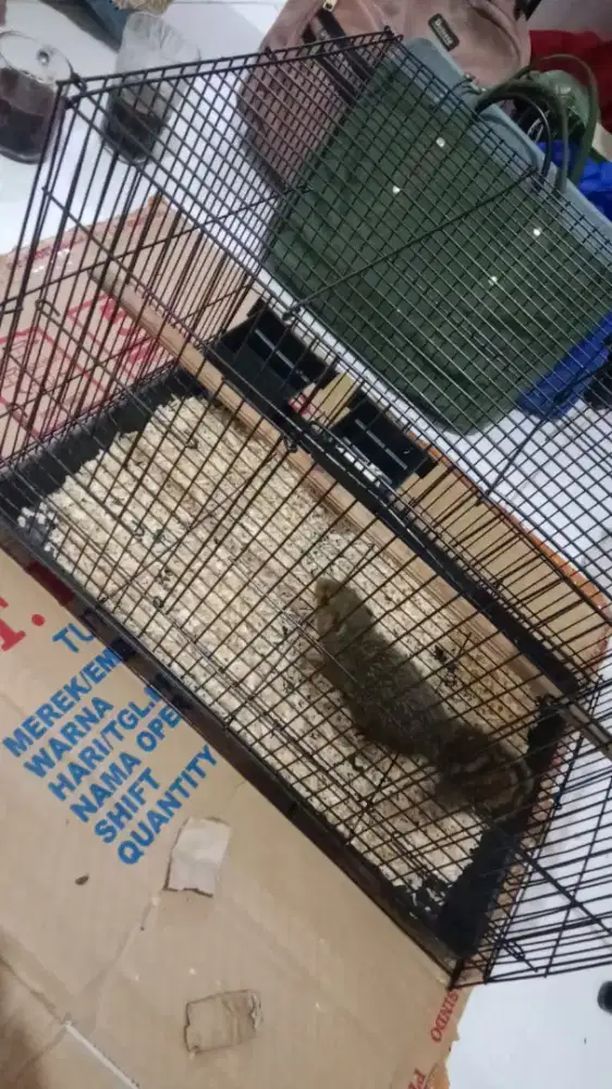 Tupai Dan Kandang Baru