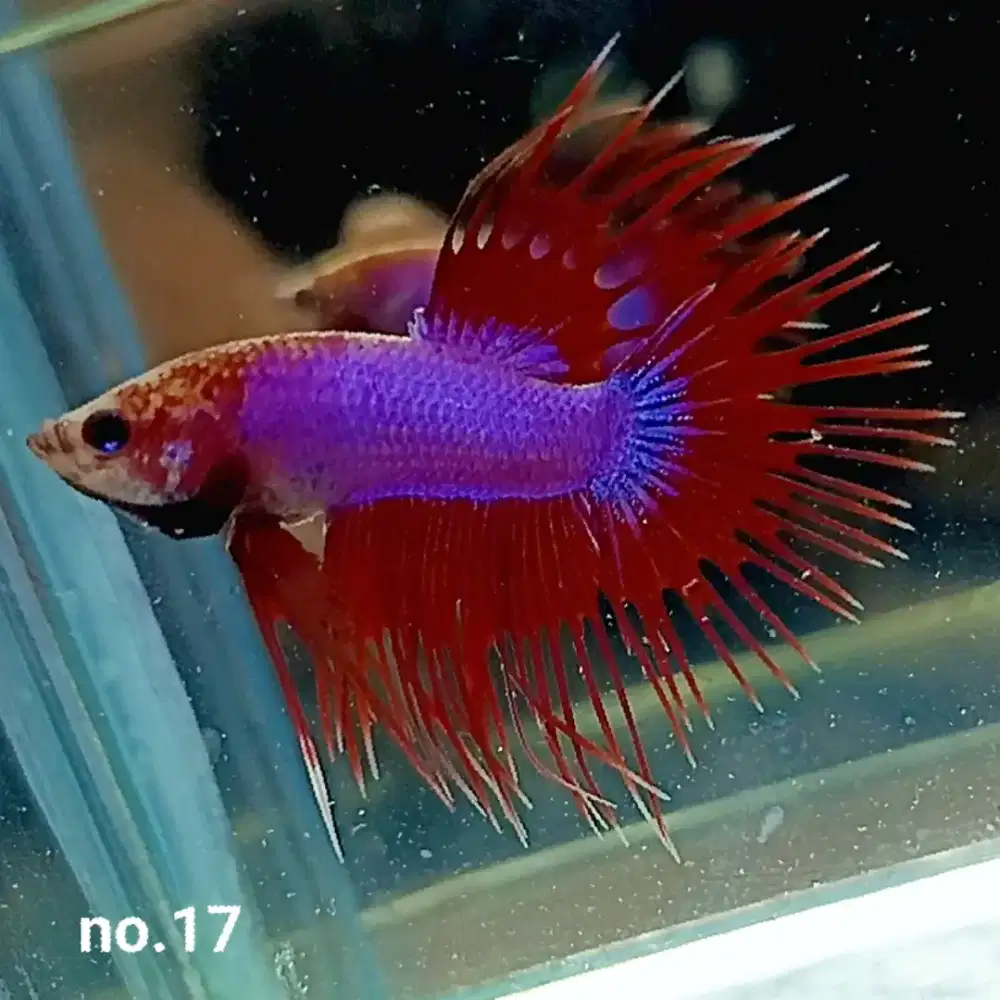 Ikan Cupang Hias Koleksi Pribadi Berbagai Jenis Real Pict