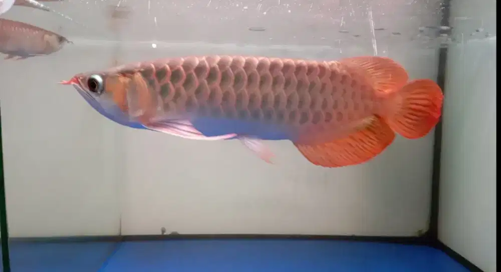 Arwana super red 35cm