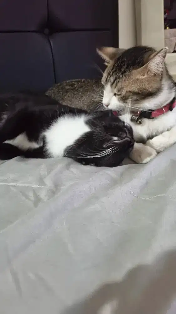 Admin sales bisa setir dan sosmed