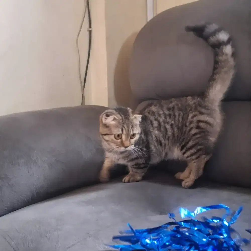 Munchkin gaelic fold betina