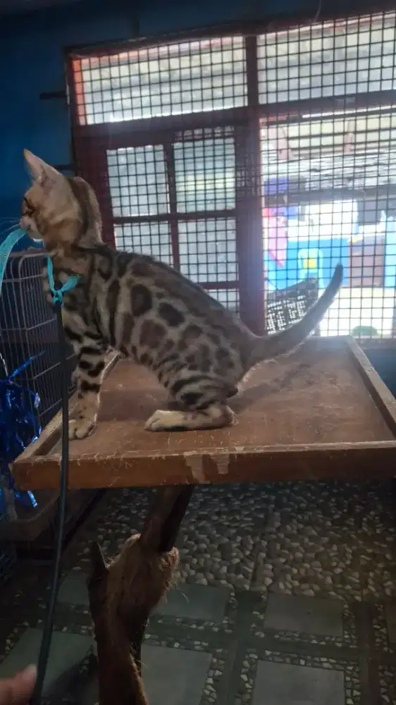 Kucing b3ngal betina