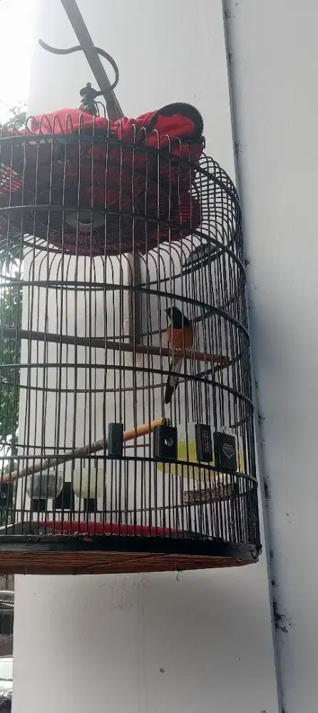 Murai batu jual edisi butuh buat mudik