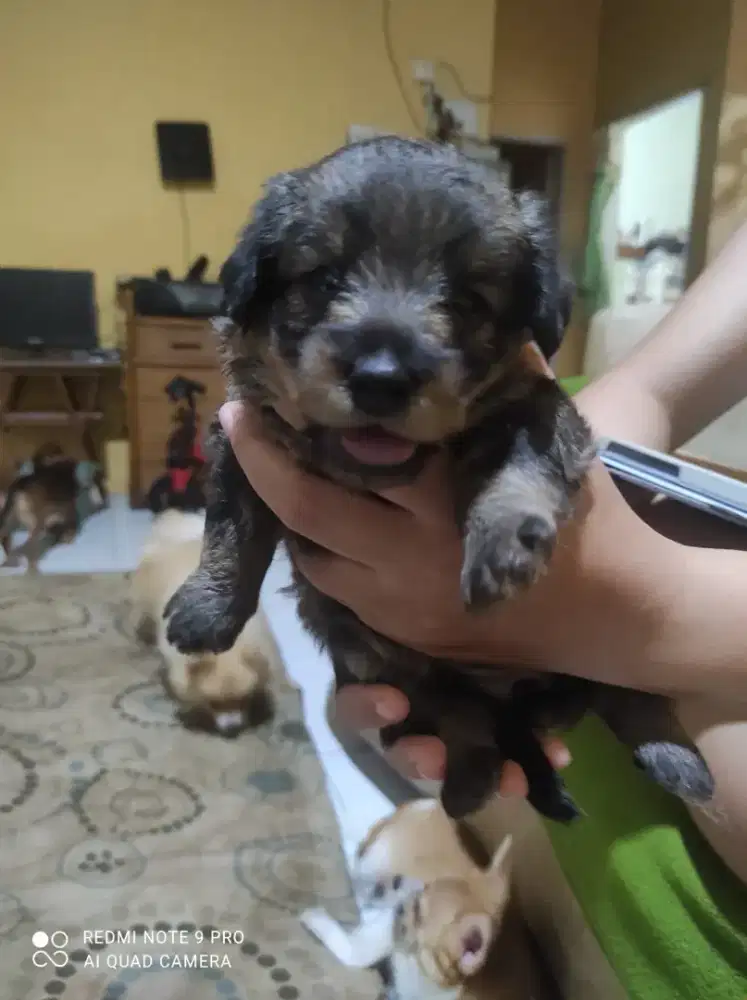 Anak Anjing Pooshund