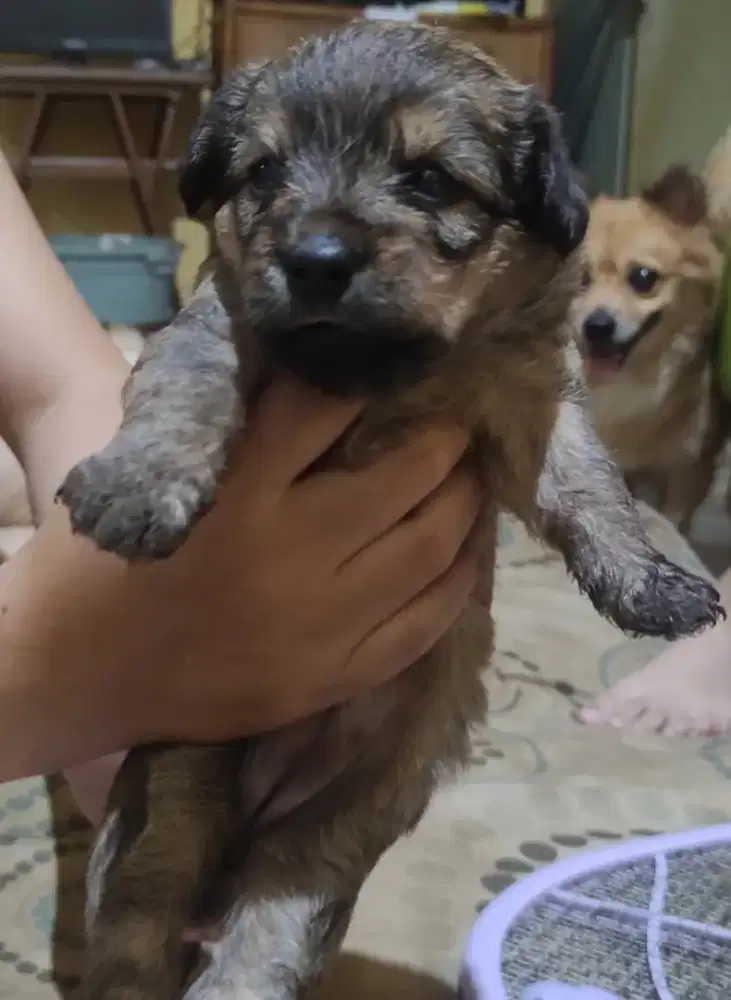 Anak Anjing Pooshund