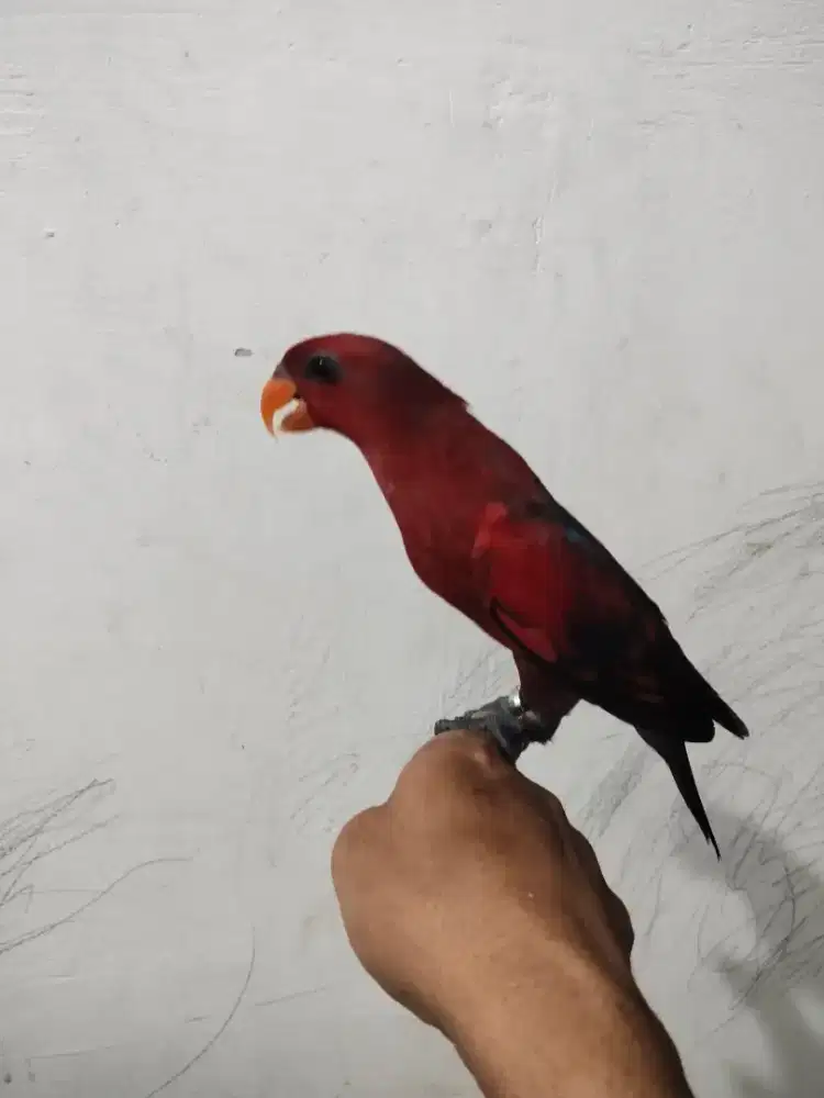 Jual love bir jumbo edisi mau d tingal mudik jinak mtap