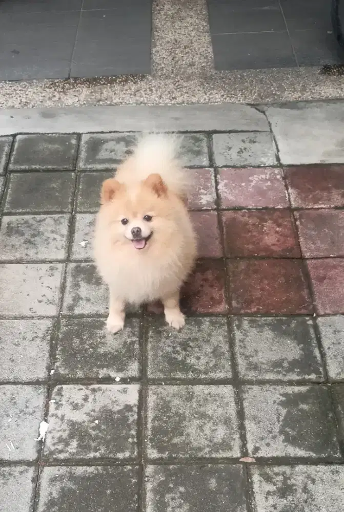 Dijual ulat bulu Pomeranian ganteng