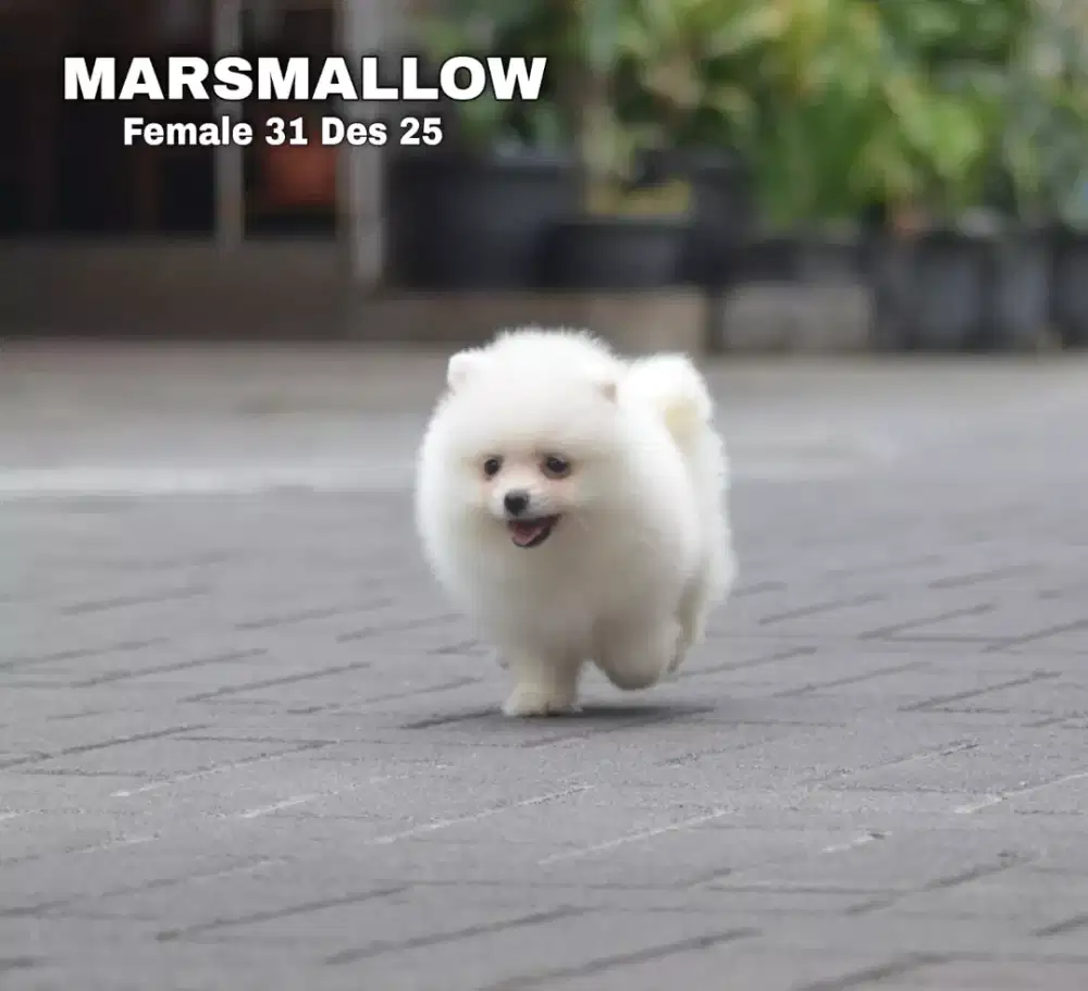 Minipom white cream betina •MARSMALLOW•