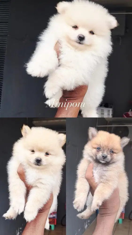 Anak anjing Minipom