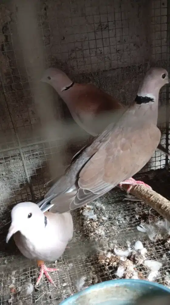 Burung puter borongan 120 rb dapat 3 (Baca Deskripsi Iklan)