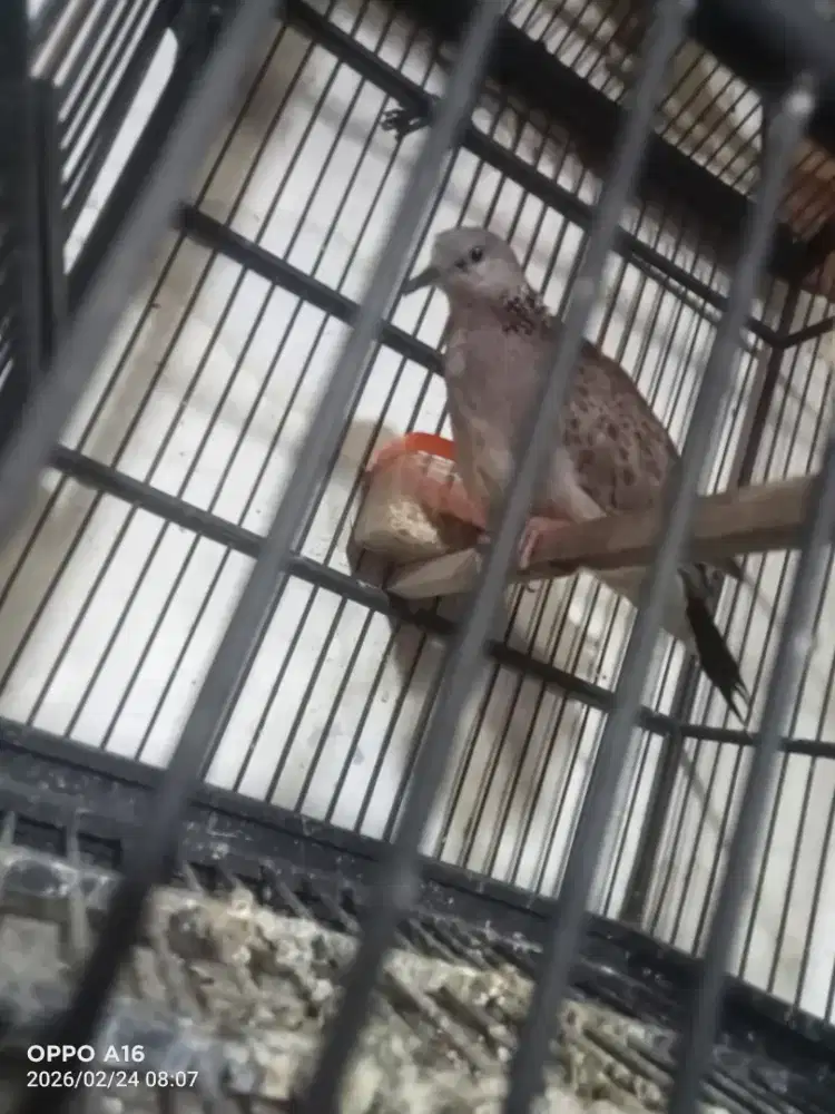 Tekukur  kuk 3 umur 4 bulan udah kepantau