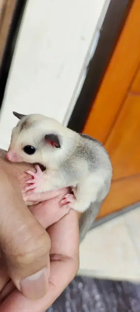 Sugar glider joy Mozaic anak tunggal Nett