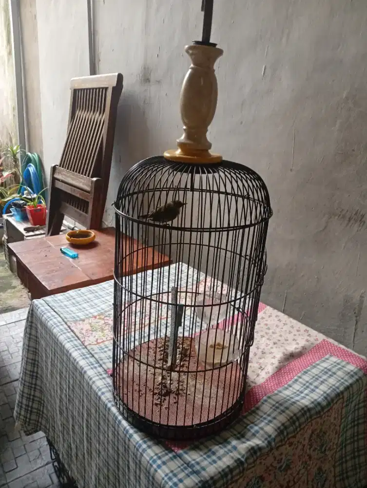 Burung kecil fullset