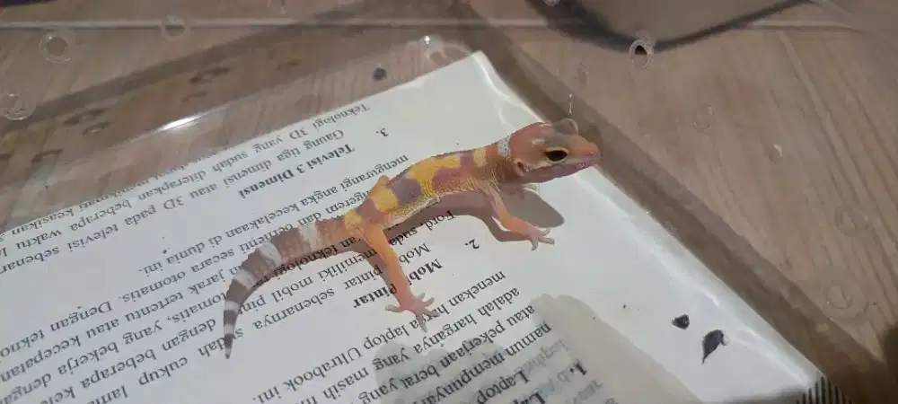 Leopard gecko jakarta timur kampung makasar