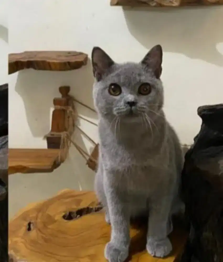 BSH Blue Solid jantan