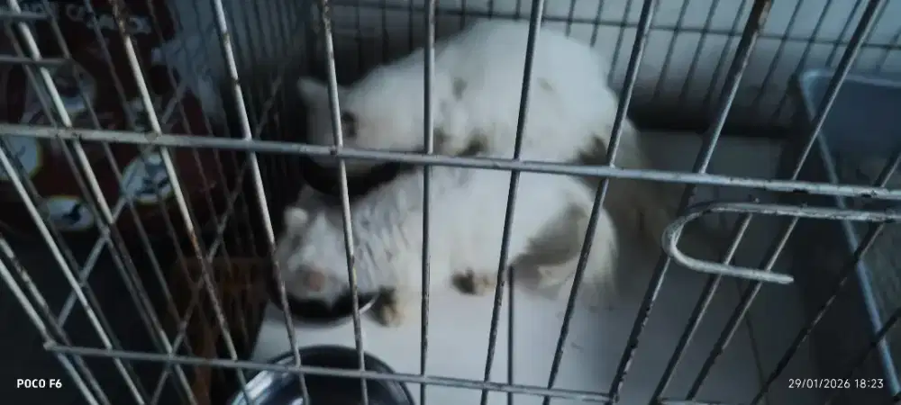 Jual kitten persia jantan white solid sisa 2 ekor