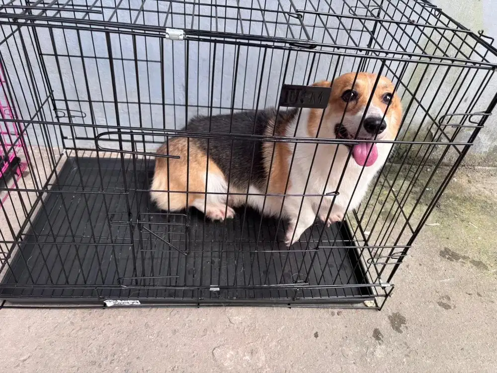 Welsh Corgi, Corgie betina