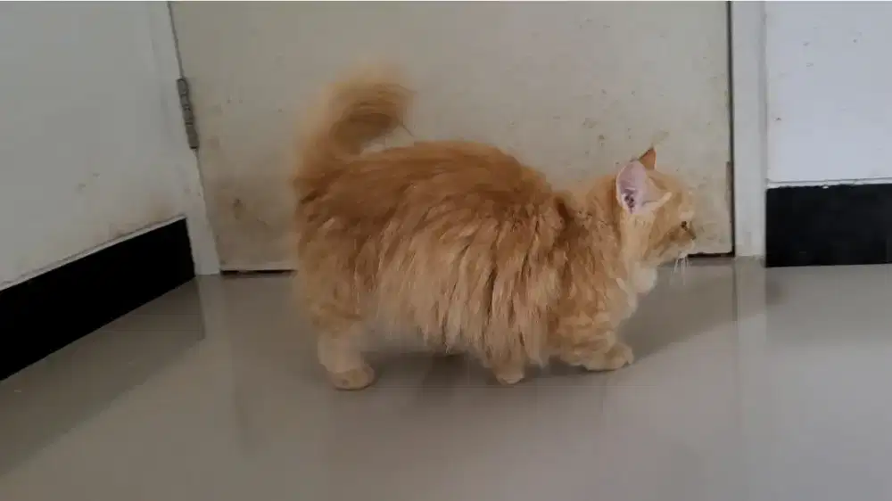 (Sidoarjo) Kucing Munchkin Betina 1 Tahun