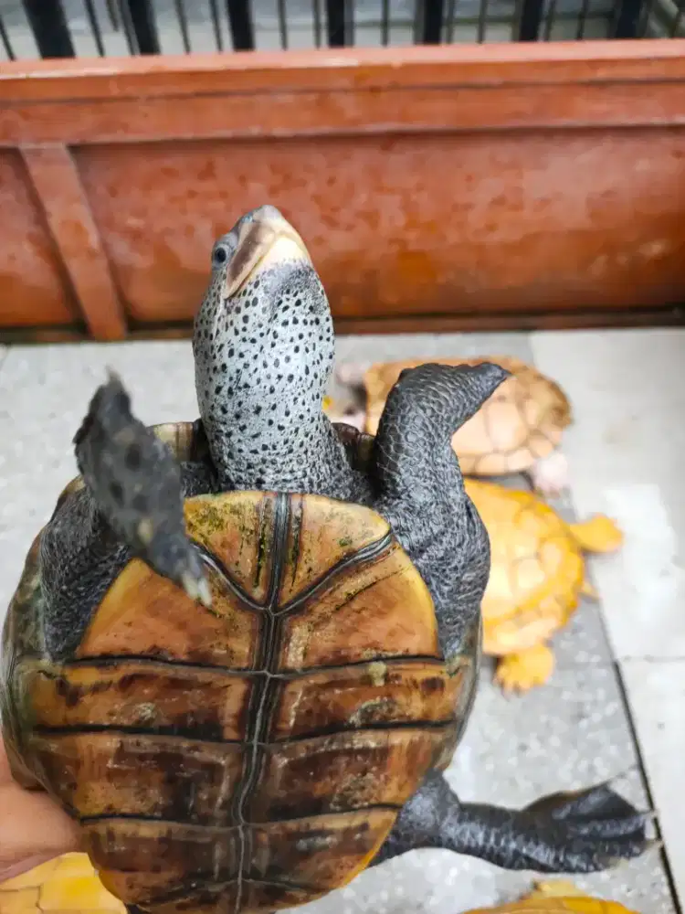 DBT Northen 20cm - Diamondback Terrapin Northen