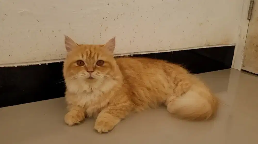 (PCB/INSTAN) KUCING MUNCHKIN BETINA 1 TAHUN