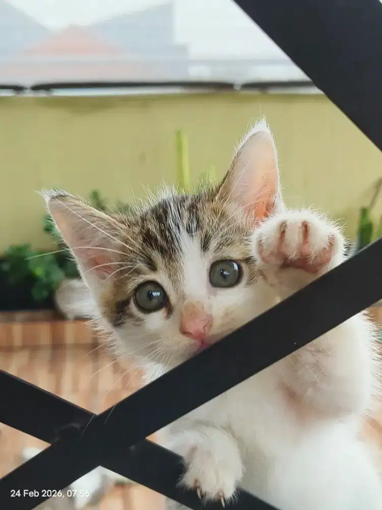 Anakan kucing turunan