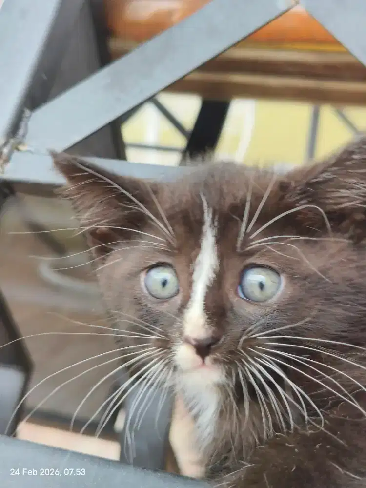 Anakan kucing turunan