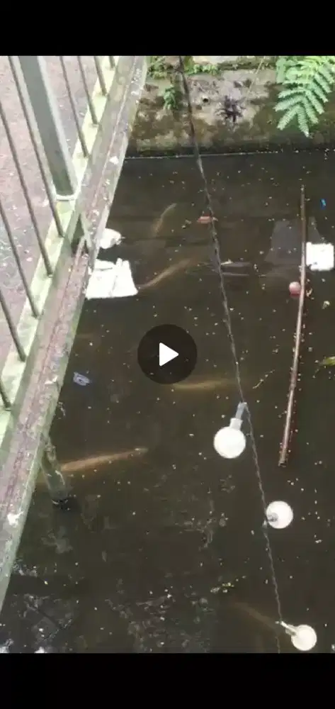 Jual ikan patin jumbo hitam dan putih