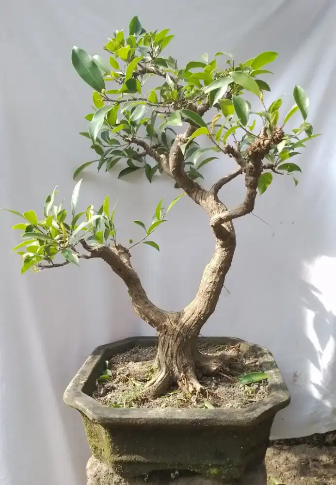 Bahan bonsai ficus iprik mikro