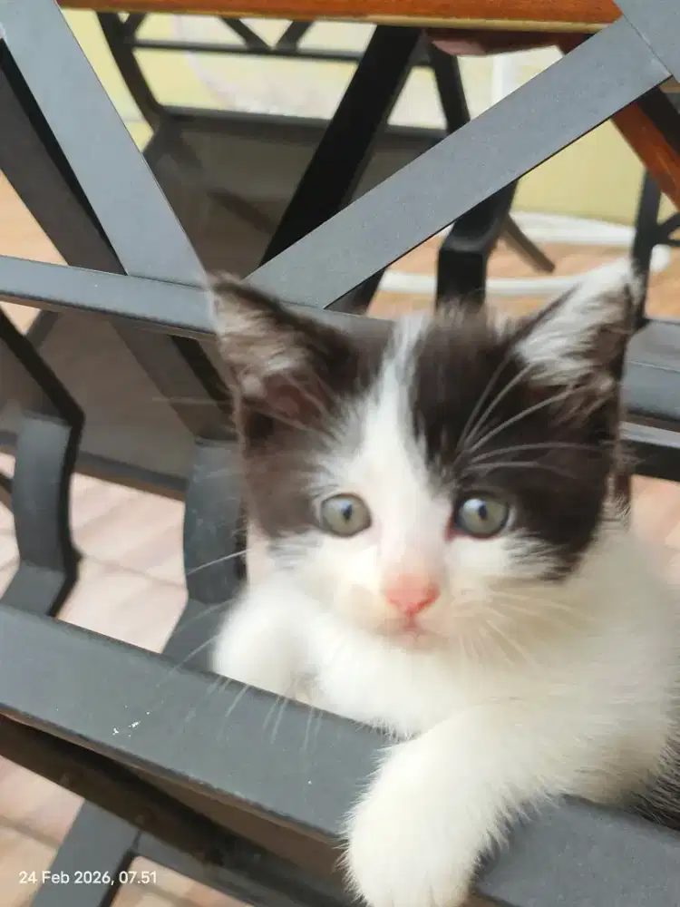 Anakan kucing turunan