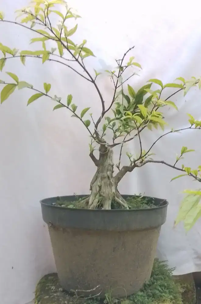 Bahan bonsai anting putri