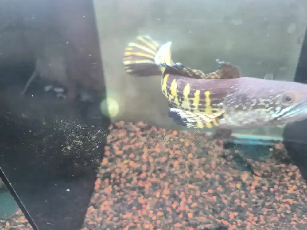 Jual ikan channa Auranti dan blue pulchra