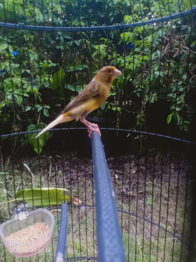 Kenari bonlopergacor