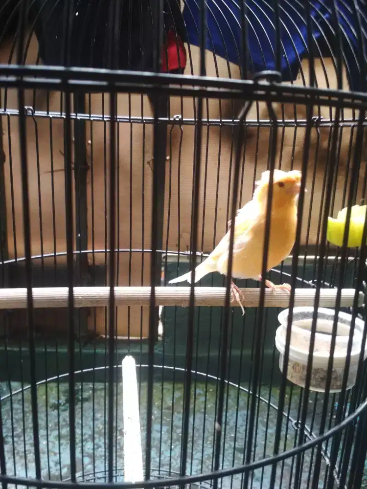 Kenari jantan jambul