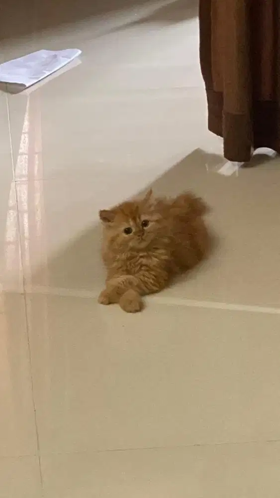 kucing oren kitten kucing persia banjarmasin