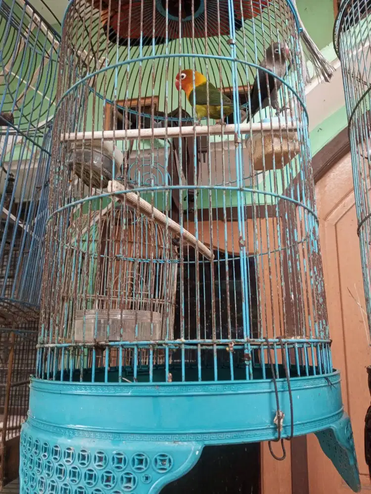 Sepasang lovebird FS