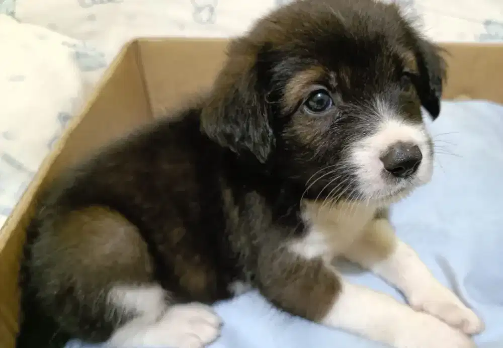 Pupies terier indukan & pejantan jago nangkap tikus & berburu