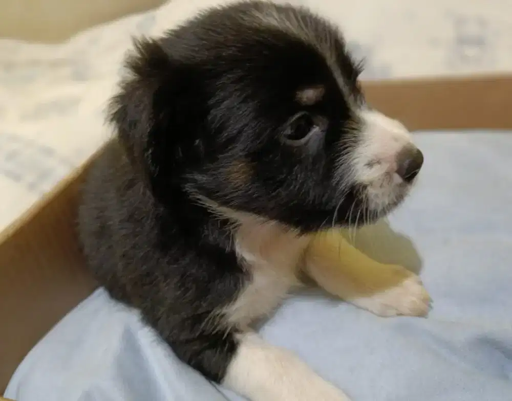 Pupies terier indukan & pejantan jago nangkap tikus & berburu