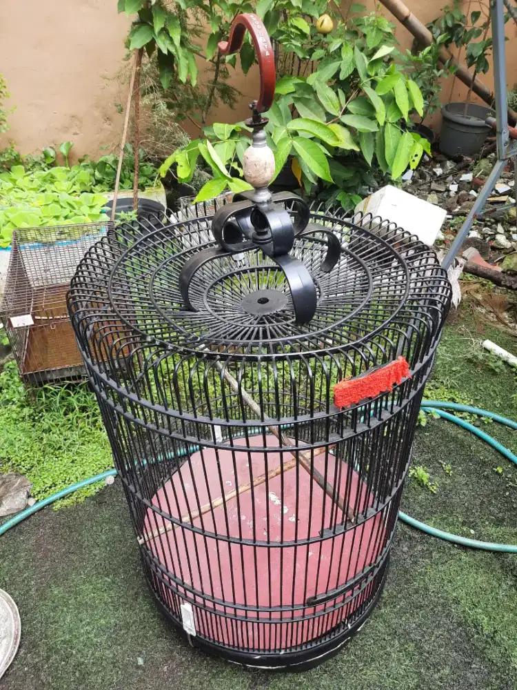 Kandang sangkar Murai Batu nomor 3