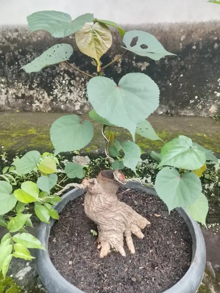Bahan bonsai prospek