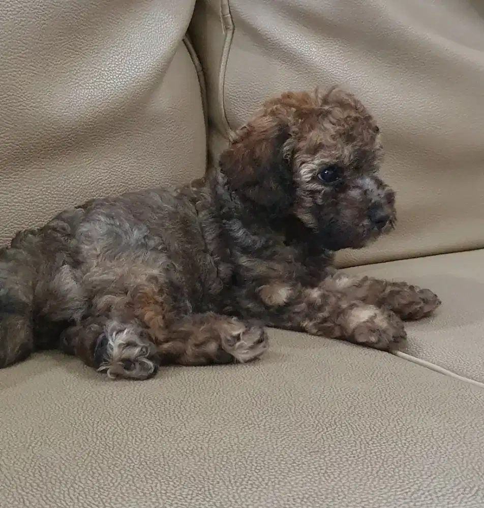 Poodle Jantan bulu lebat