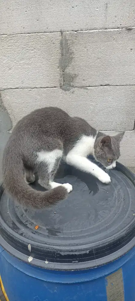 Kucing mix BSH betina deltasari waru