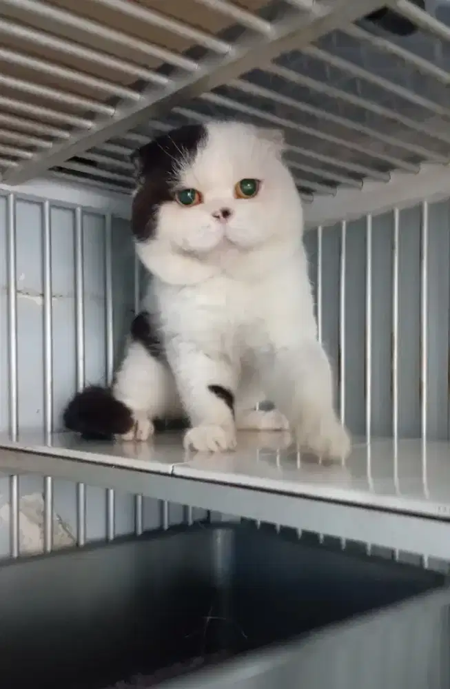 SCOTISH FOLD PIPI TEMBEM