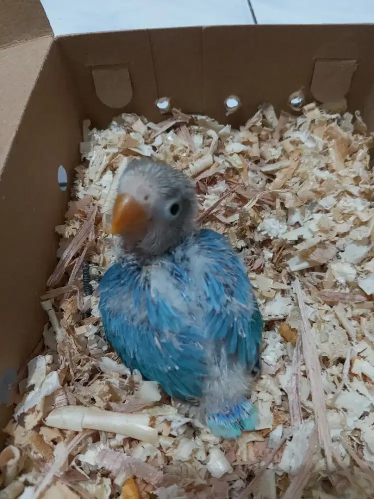 Burung lovebird lolohan