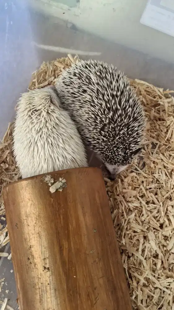 Landak Mini 1 Pasang