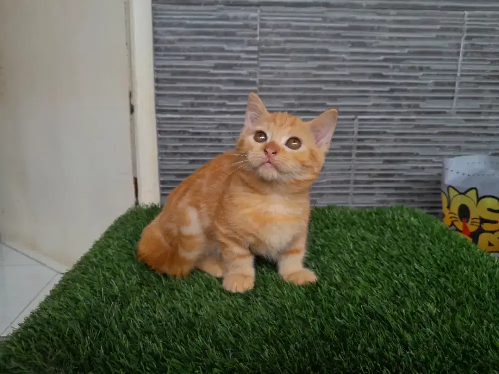 Kucing kitten munchkin red marble SH betina