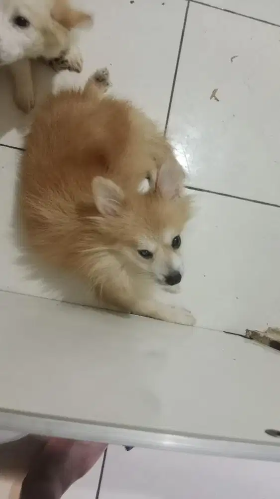 open adopsi pomeranian